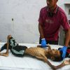 From Haaretz: "A medic cleans the body of Palestinian youth Abdul Jawad al-Ghalban, 14, who died of starvation at the Nasser hospital morgue in Khan Yunis in the southern Gaza Strip on Tuesday." 