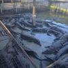 The Israeli Government Will Begin Surrounding Palestinian Prisoners With Crocodiles So That In Case They Escape They Will Be Eaten Alive Untitled - July 16, 2026 at 15.34.24 (3)